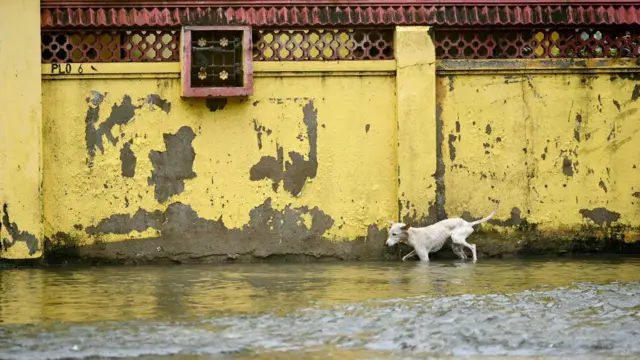 வெள்ள பாதிப்புகள் 