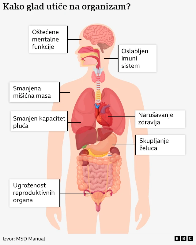Ilustracija uticaja gladi na organizam