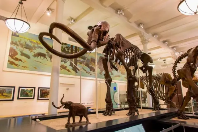 વરુ, ડાયનાસોર, વિલુપ્ત થયેલી પ્રજાતિઓ, પ્રાણીઓ, બીબીસી ગુજરાતી