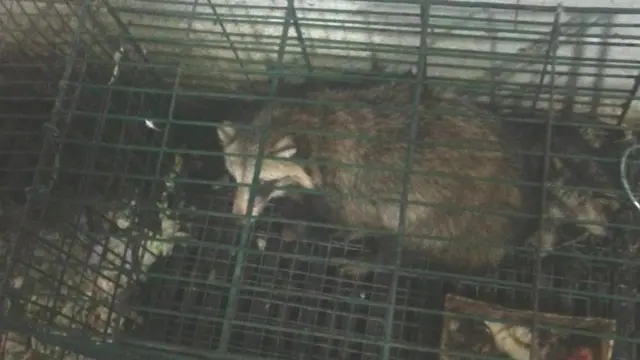 Bineensa saree fakkaatu