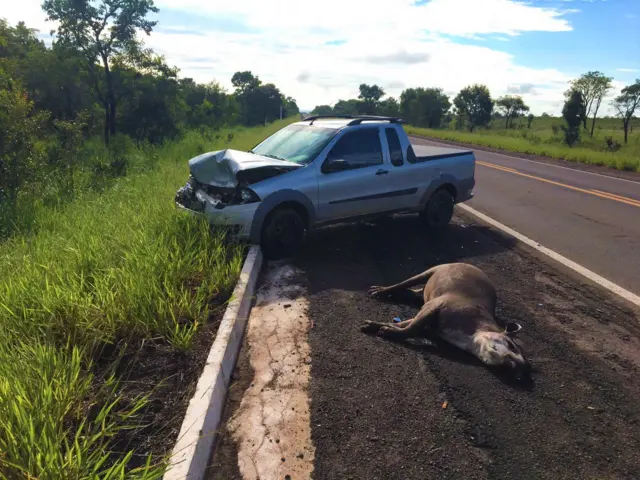 Carro com frente batida e anta morta após coalisão