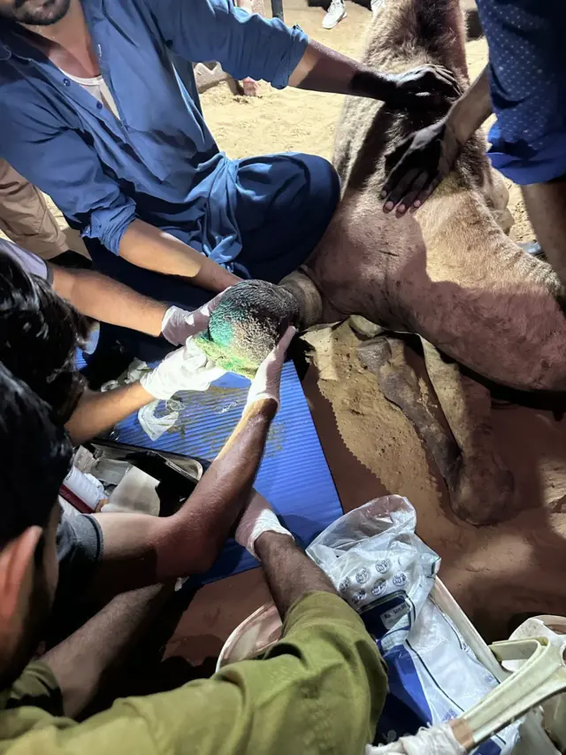 اونٹنی، ٹانگ