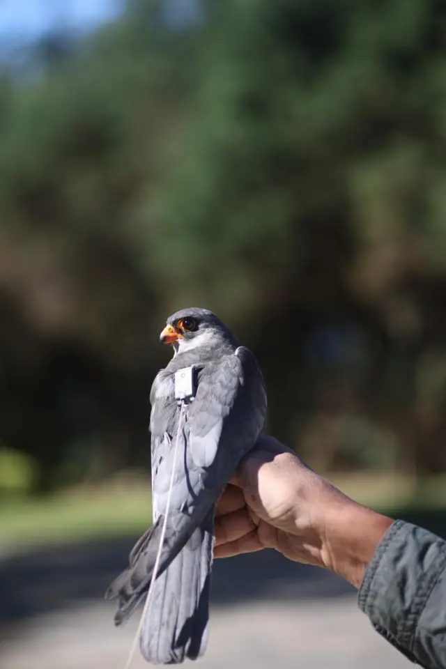 ગુજરાતનાં પક્ષીઓ, આમુર ફાલ્કન, યાયાવર પક્ષી, બીબીસી ગુજરાતી, આફ્રિકા, મણિપુર, પક્ષીઓનો પ્રવાસ