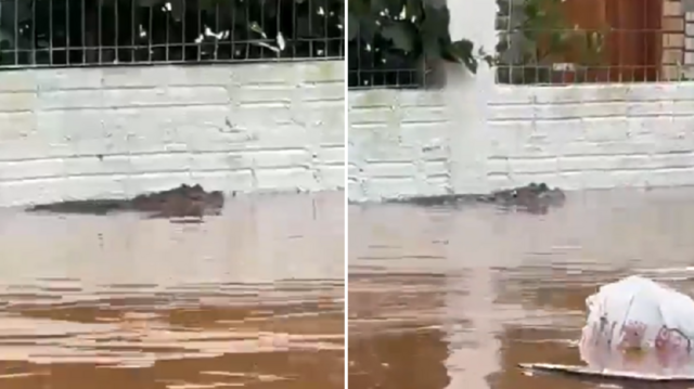 Captura de tela de vídeo mostrando jacaré supostamente visto em Porto Alegre