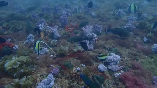 பிச்ச மூப்பன் வலசை கண்ணாடி படகு சவாரி
