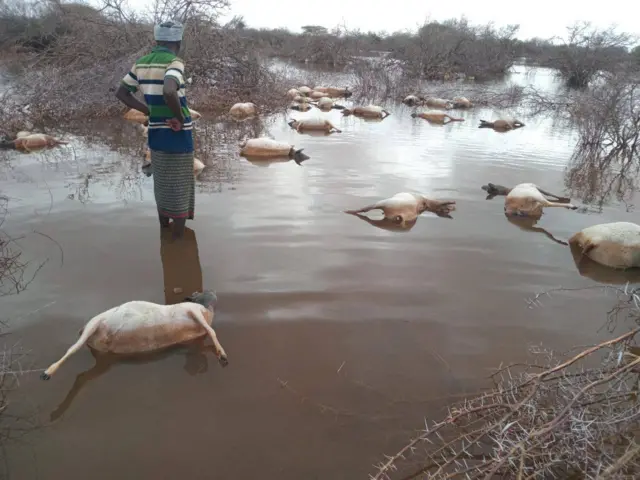 Ari' ku dhintay daadka Balanbala