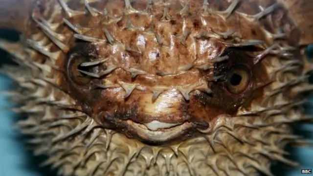 ሓደ ካብቶም ዓይነታት ፓፈርፊሽ፡ ሓደ ካብቶም ኣብ ውቅያኖስ ዝርከቡ ቀተልቲ ፍጥረታት እዩ