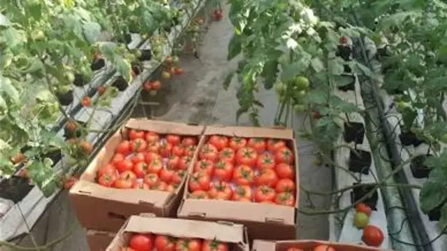 Нутрициолог: Ашказанды тамак болсо эле толтуруп салуу жакшы эмес...