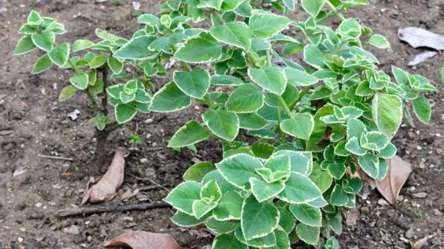 Plectranthus barbatus