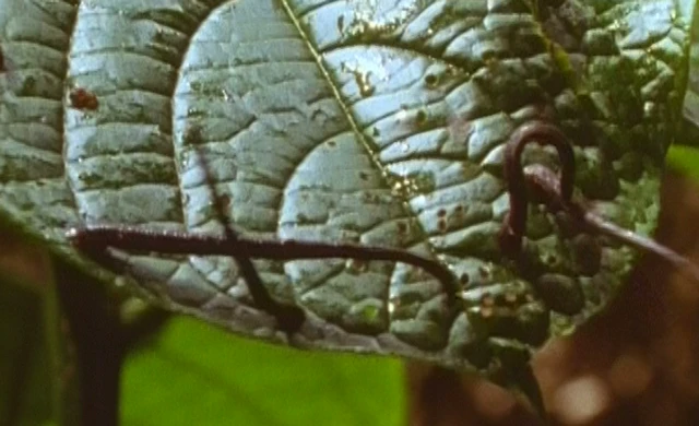 அட்டைகள் நம் ரத்தத்தை குடிக்கும்போது வலியே தெரியாதது ஏன்?