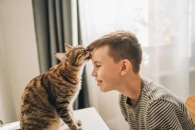 Gato rajado lambe testaaplicativo de caça níquelmenino