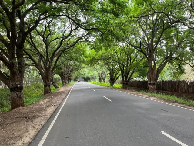 காளியாபுரம் சாலைச் சோலை