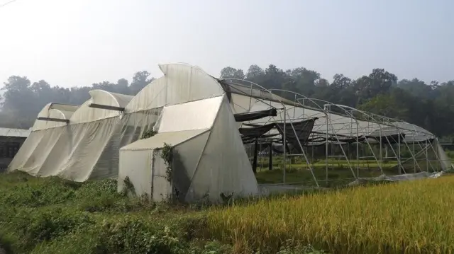 सामुहिक कृषि क्षेत्र