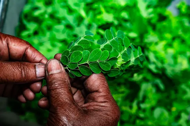 Des feuilles de Moringa