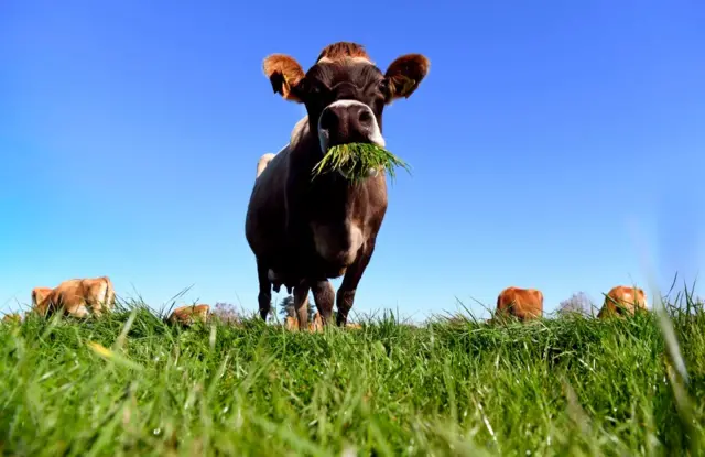 cow