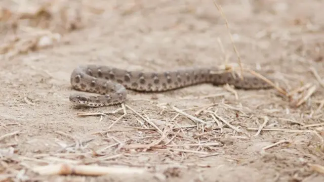 பாம்பு விஷம் ஏன் பயன்படுத்தப்படுகிறது?