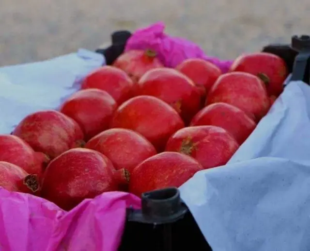 د افغان کارت شرکت په هڅو له افغانستان څخه مسکوته د کندهار د انارو صادرات له دیرش کلن ځنډ وروسته بیا پیل شول.