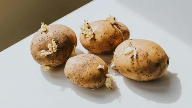दीर्घकाळ साठवलेला बटाटा खाणं अपायकारक ठरू शकतं.