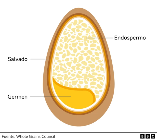 Partes del grano de trigo.