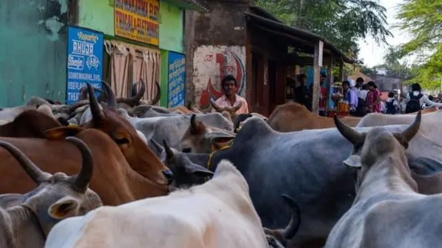 विनोबांचा विरोध हा मोठेमोठे कत्तलखाने चालवून गोमांस निर्यात करण्यावर होता.