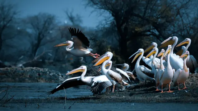 పక్షుల వలస