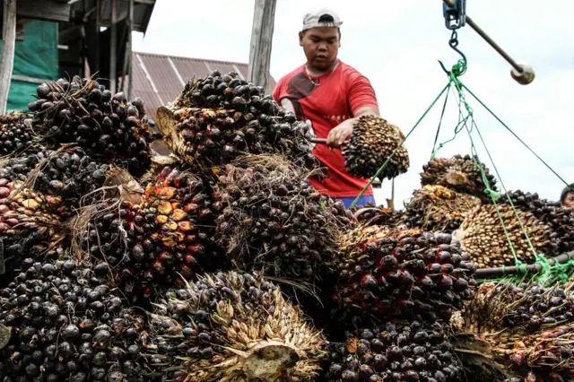 Pekerja menimbang tandan buah segar (TBS) di salah satu pengepul di Pulang Pisau, Kalimantan Tengah, Rabu (5/11/2025).