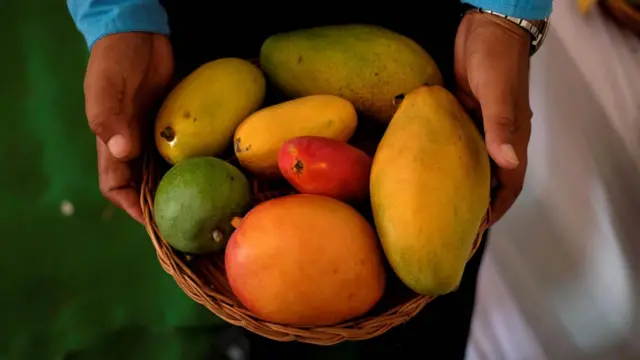 మామిడి పండ్లు