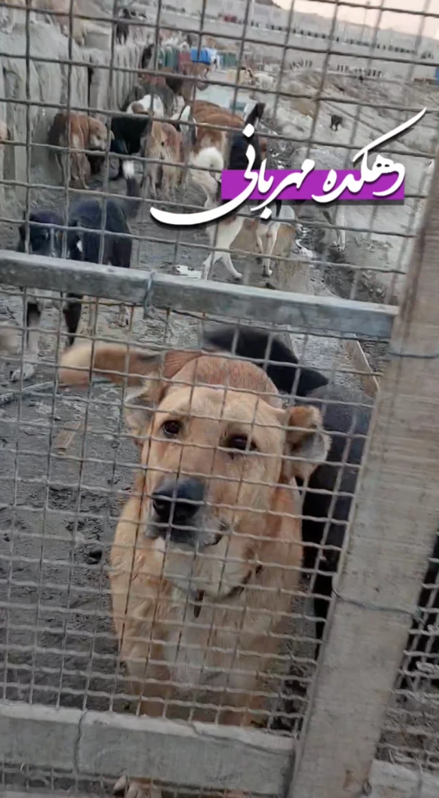 در غرب تهران پناهگاه‌هایی برای سگ‌های بدون صاحب وجود دارد