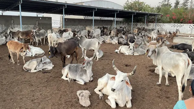 બીબીસી ગુજરાતી કચ્છ ગૌશાળા ખેડૂત ગાય દૂધ કોઓપરેટિવ