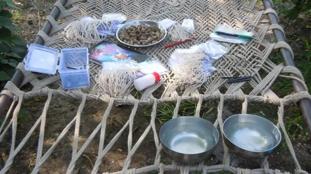 2014માં તેમના સતત પ્રયત્નોના પરિણામ સ્વરૂપે, શુદ્ધ સંકર બીજ તૈયાર થયું