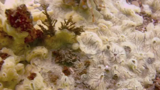 समुद्री जीव