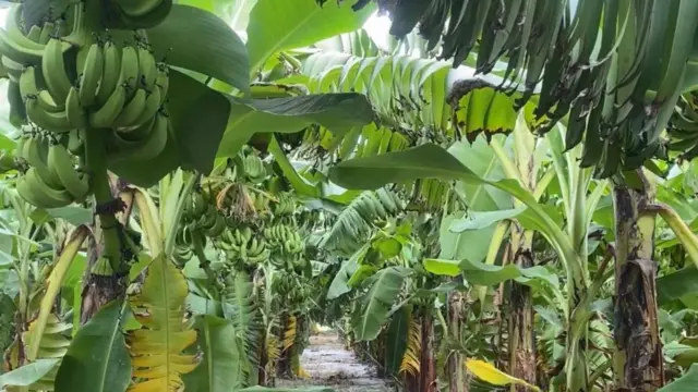 ਕੇਲੇ ਦੀ ਖੇਤੀ