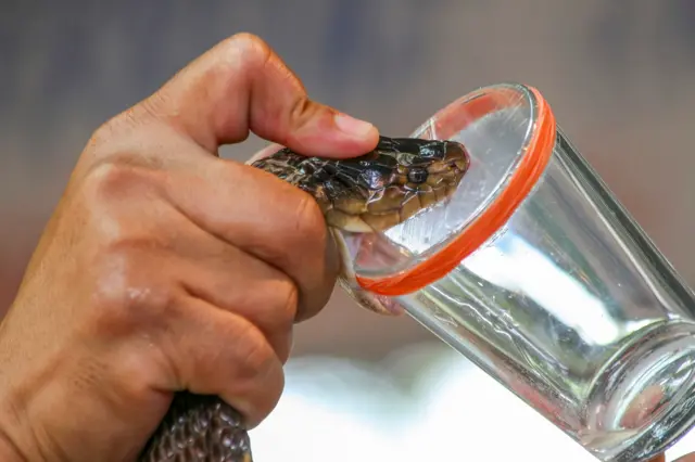 Una persona sacando el veneno de una serpiente .