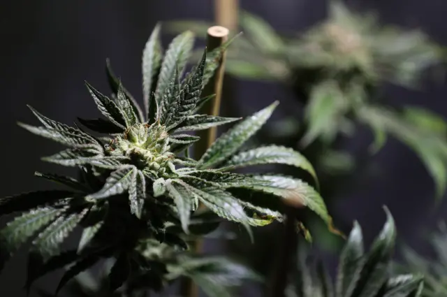 Marihuana