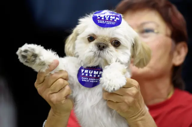 собачка с наклейкой Трампа
