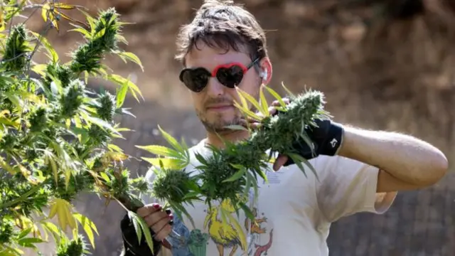 Homem colhe maconha em plantação nos Estados Unidos
