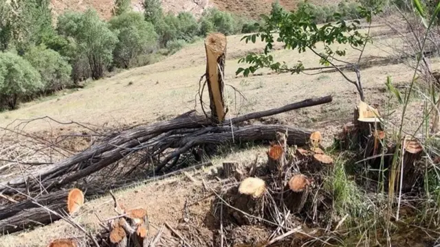 باغ‌برج