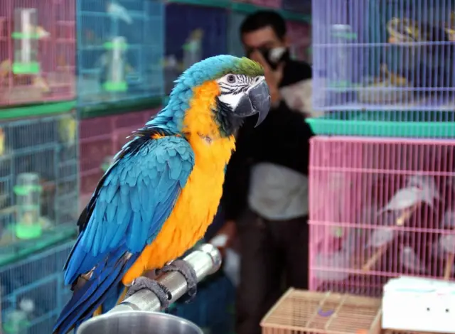 طوطی