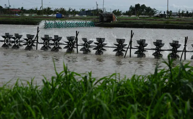 A shrimp farm in Vietnam