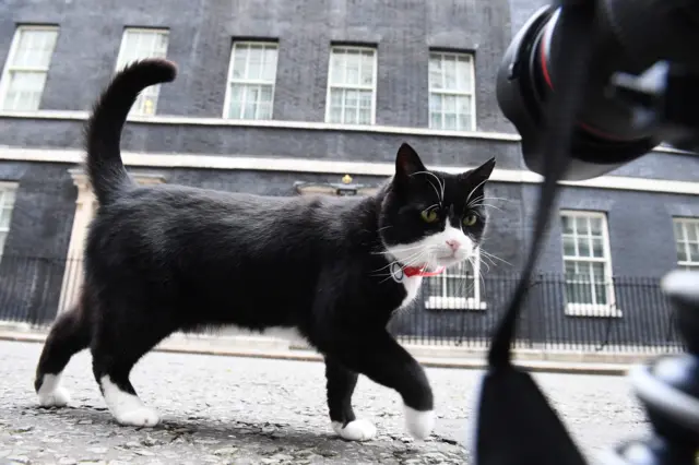 Кот Форин-офиса