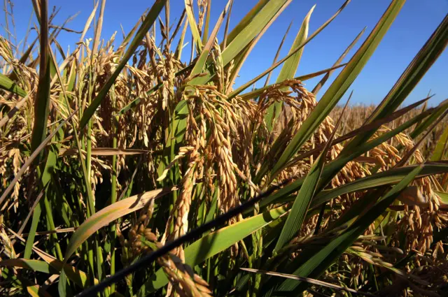 รวงข้าว