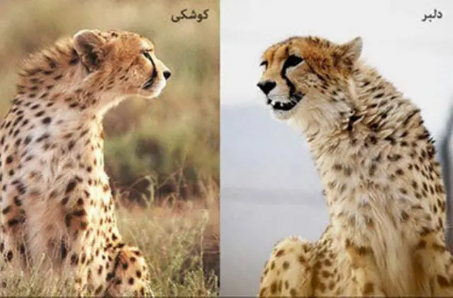یوزپلنگ