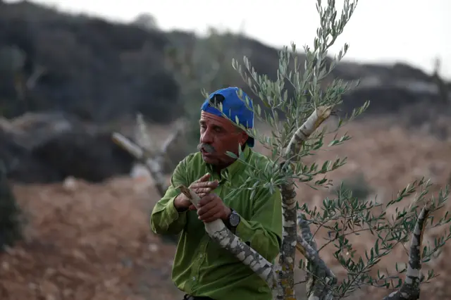 مزارع فلسطيني يشرح لمراسل وكالة الأنباء الفرنسية كيف يخرب مستوطنون إسرائيليون أشجار الزيتون.