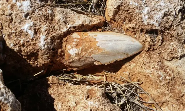 السن المسروق