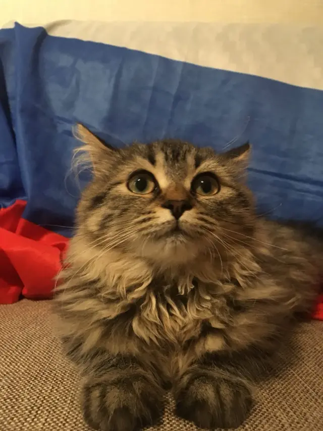 Кошка Комета