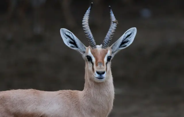 Antelope