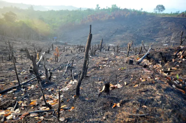 Kebakaran hutan di lahan seluas 1.000 hektare di Kalimantan Barat pada September 2018 lalu yang diduga terjadi akibat pembukaan lahan skala besar.