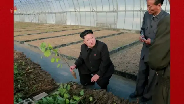 kim
