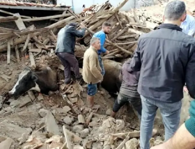 enkaz altında kalan bir inek