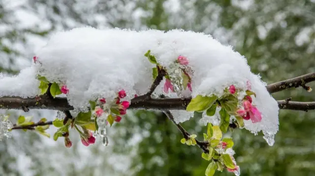 برف در مازندران